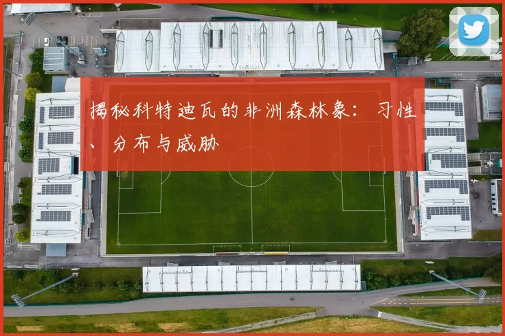 揭秘科特迪瓦的非洲森林象：习性、分布与威胁